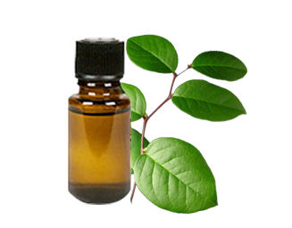 Gaultheria Oil